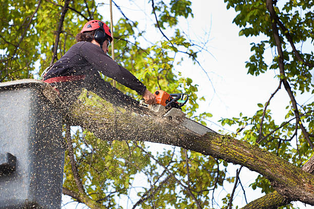  , SD Tree Care Pros